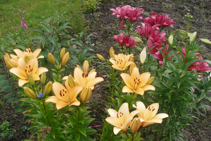 Orange and pink lilies in a garden