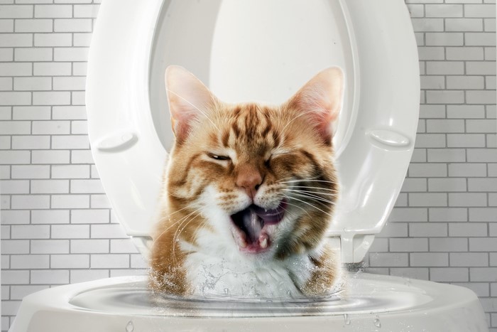 Orange cat in a toilet bowl