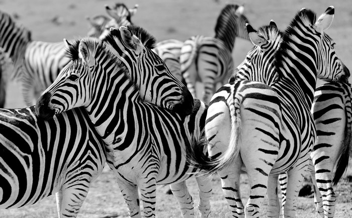 4K Black and White Zebras