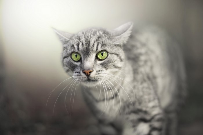 Close-up of a tabby cat with green eyes
