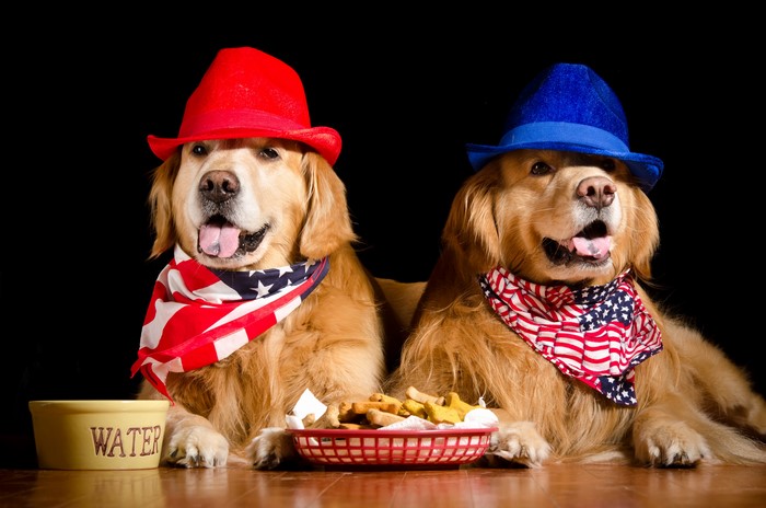 Two Golden Retrievers wearing hats and bandanas