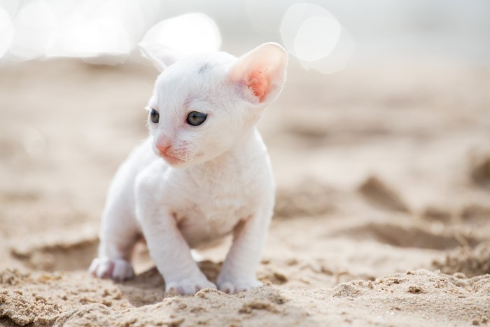 4K White Cornish Rex Kitten on Sand