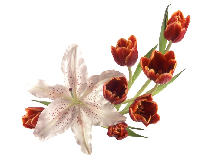 4K Tulips and Lilies on White Background