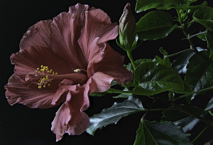 A wine-colored hibiscus flower and bud on a black background