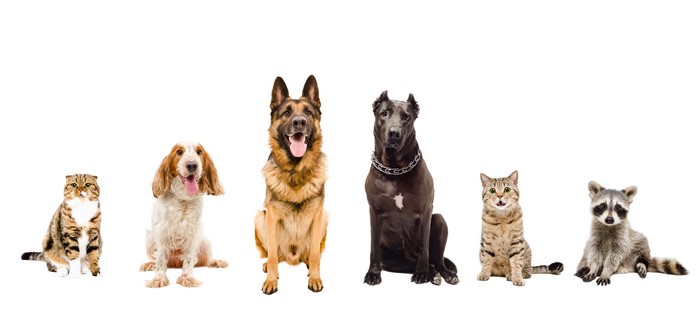 Cats, Dogs, and Raccoons on White Background