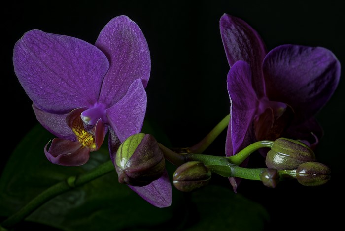 Purple orchids with buds on a dark background