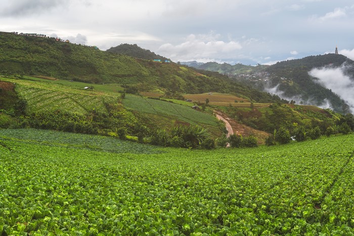 4K Mu Cang Chai Vietnam Fields Hill