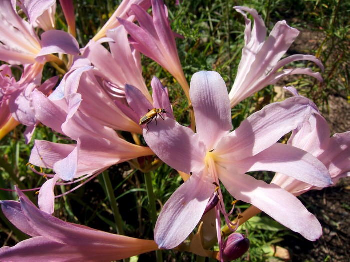 Pink lilies with a beetle