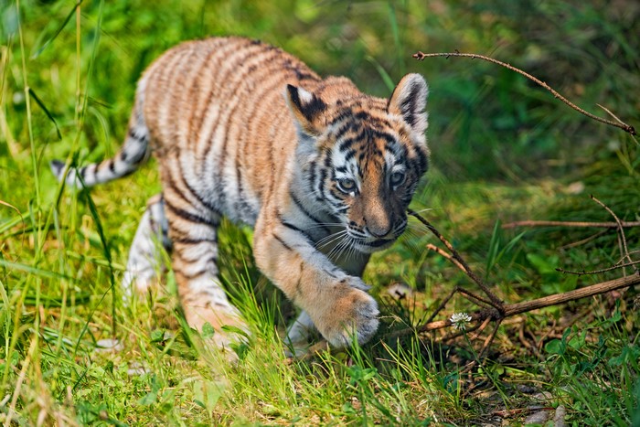 Tiger Cub Walking in Grass