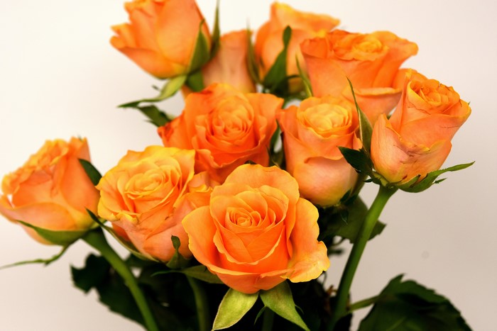Orange Roses Closeup
