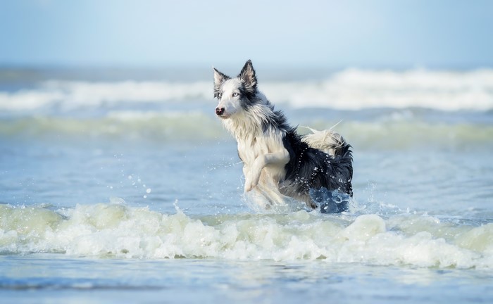 Border Collie running in ocean waves