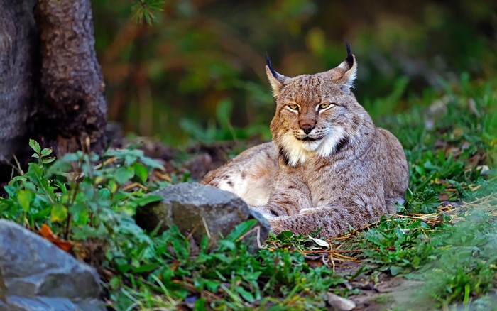 Lynx lying in grass near tree
