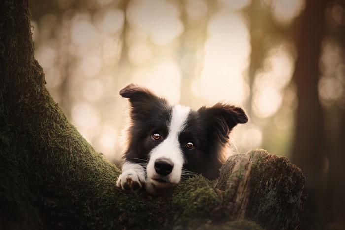Border Collie peeking from behind a mossy tree