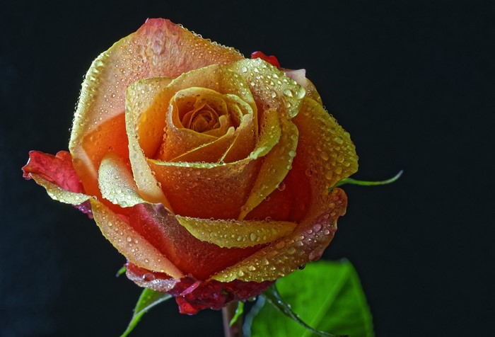 4K Rose with Water Drops on Black Background
