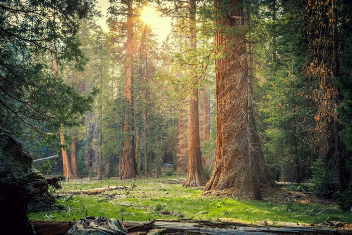 4K Sequoia National Park California Trees
