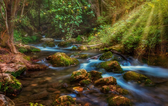 Forest stream with mossy rocks and sun rays