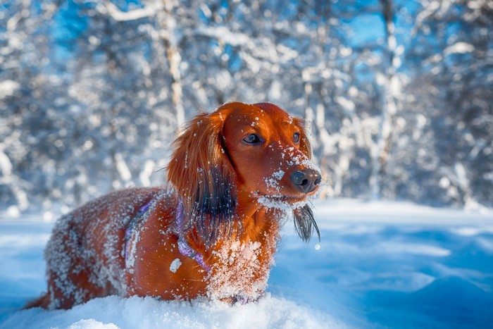 Long-haired Dachshund in the Snow