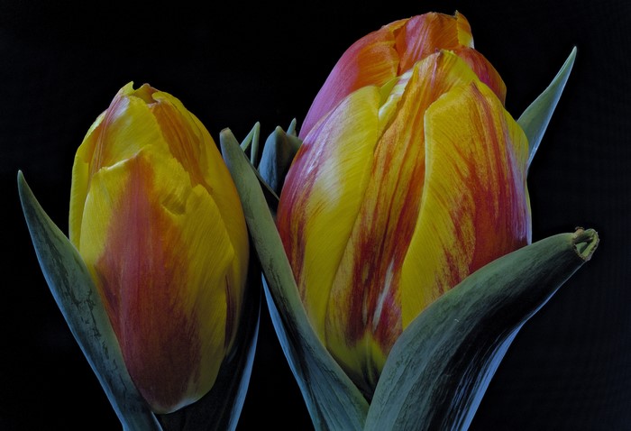 Two yellow and red tulips on a black background