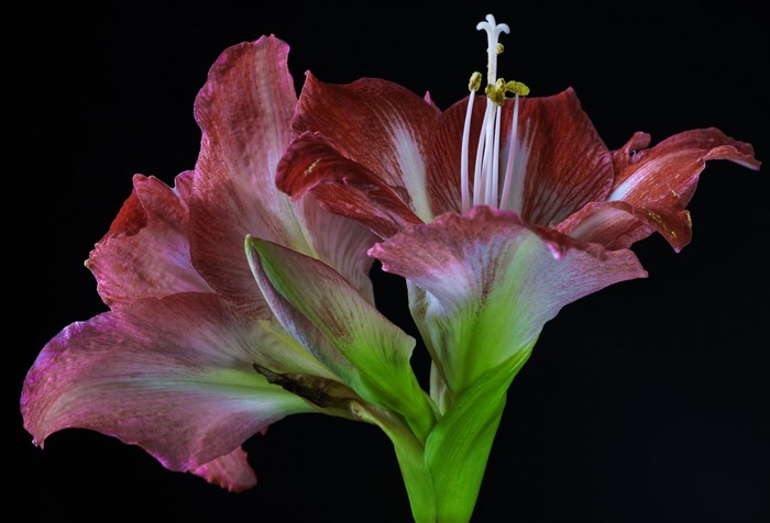 4K Amaryllis flower with black background