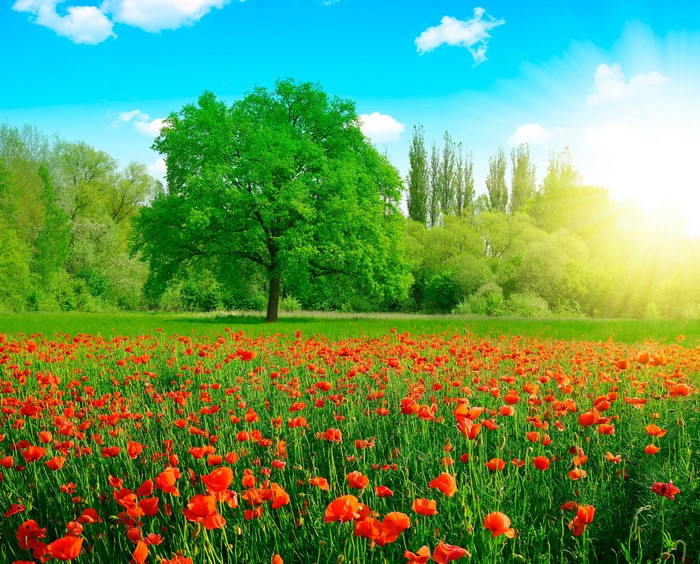 Field of Poppies with a Large Tree and Sunny Sky