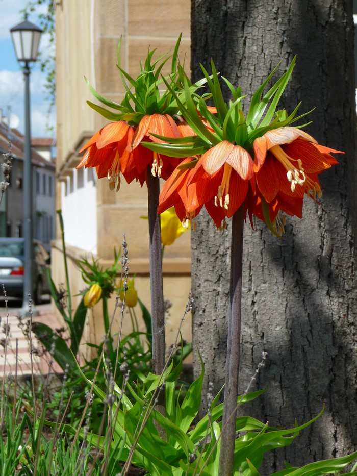 Orange Fritillaria imperialis flowers in bloom