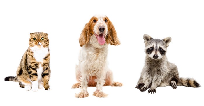 Cat, Dog, and Raccoon on White Background