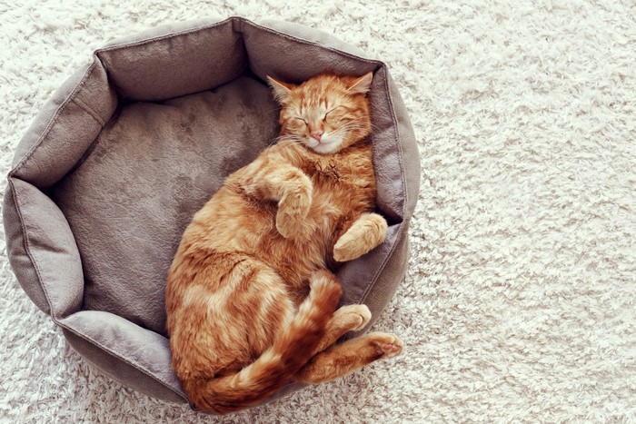 Ginger cat sleeping in a pet bed