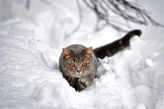 Grey cat in the snow