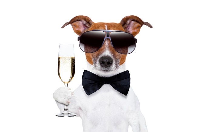 Dog in sunglasses and bowtie holding champagne