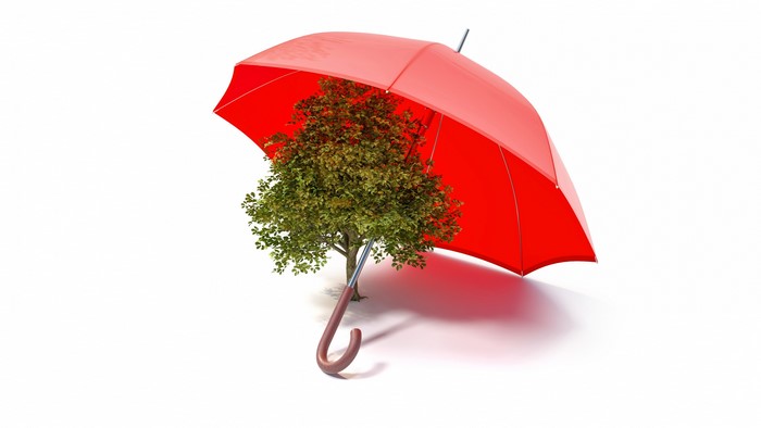 Red umbrella protecting a tree on a white background