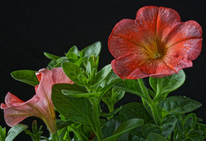 Close-up of red and pink petunias with water droplets