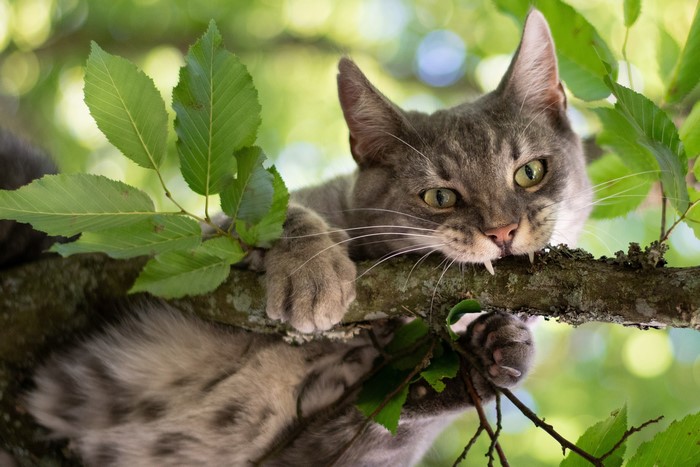 Gray tabby cat with fangs on a tree branch