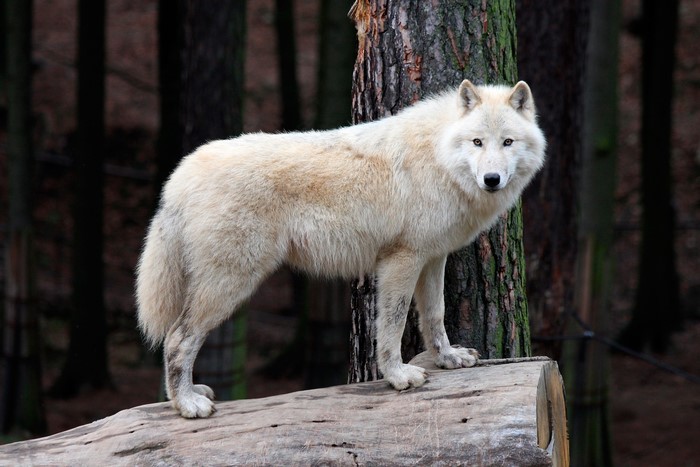 White wolf standing on a log in a forest