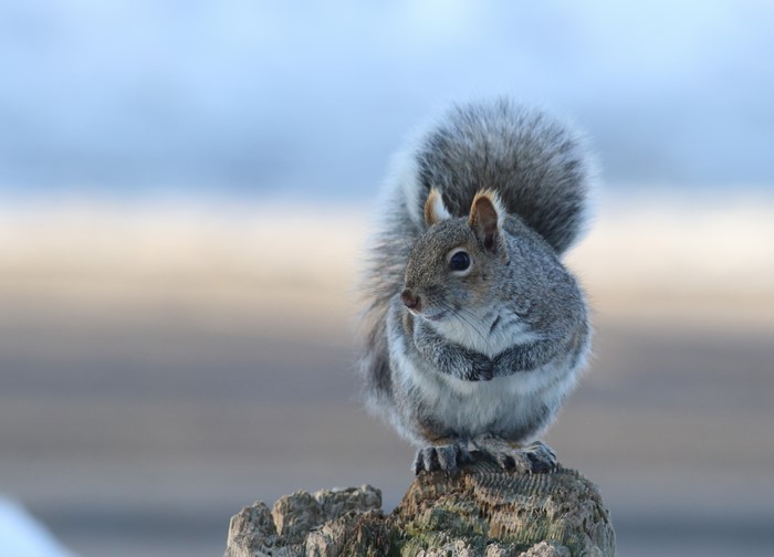 Grey Squirrel on a wooden post