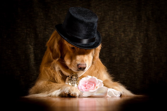 Golden Retriever dog wearing a top hat and holding a rose