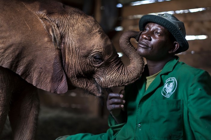 Baby elephant and man in green uniform