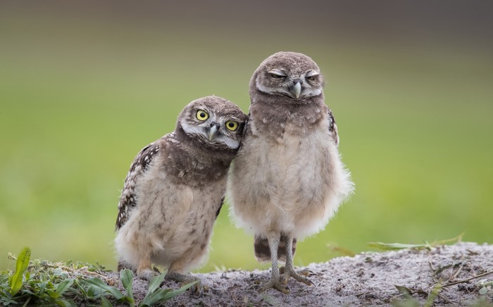 Two cute burrowing owls standing together
