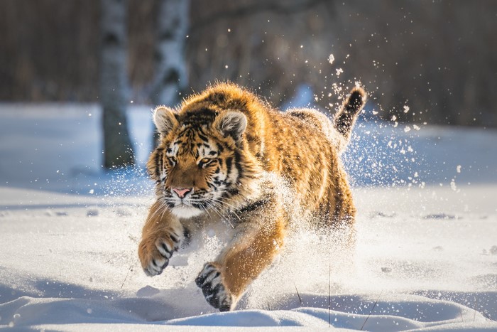 Tiger running through snow