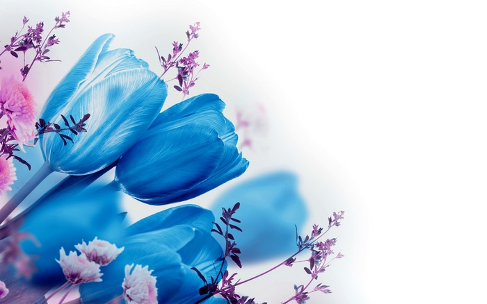 Blue Tulips with Purple Flowers and White Background