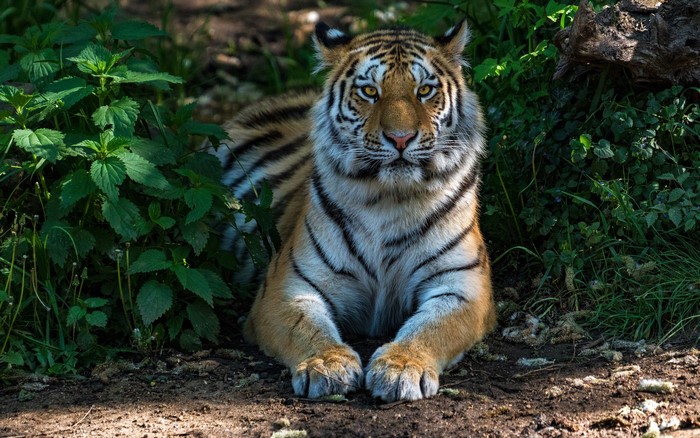 Tiger lying down in green foliage