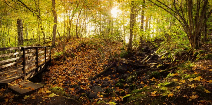 Wooden bridge in autumn forest with fallen leaves