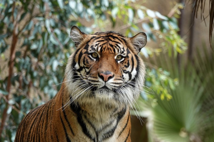 Tiger looking forward with trees in background