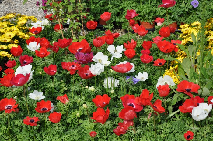 Many Red Anemones