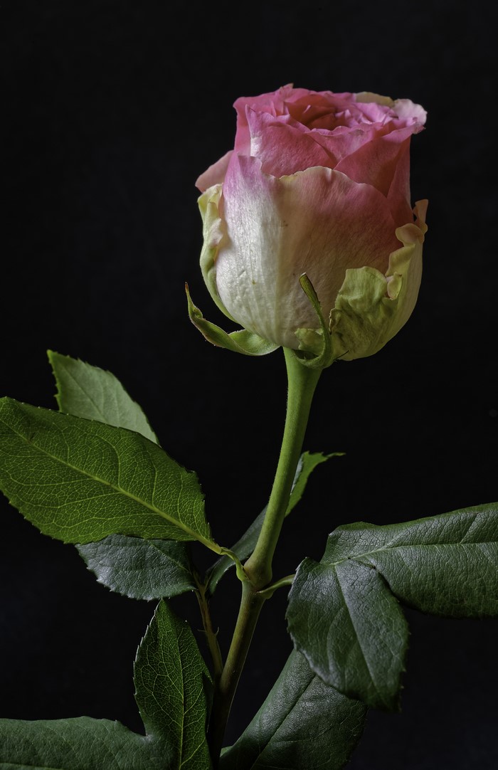 Pink and white rose with green leaves on black background