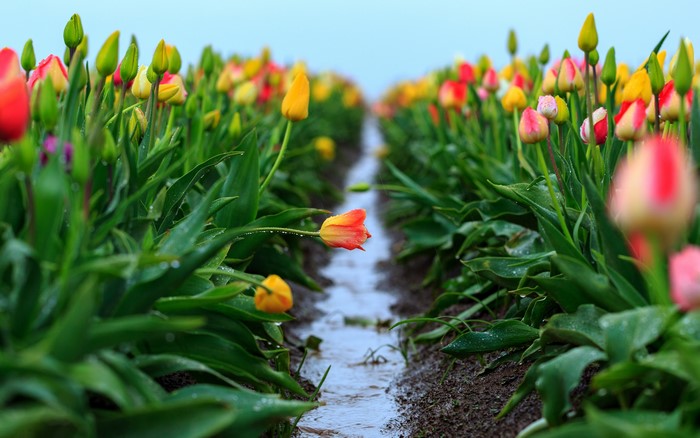 Tulip Field with Water Channel