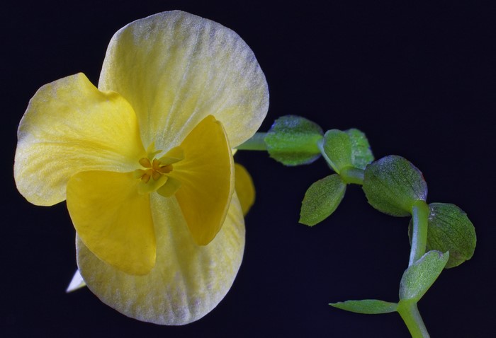Yellow Begonia Flower Closeup