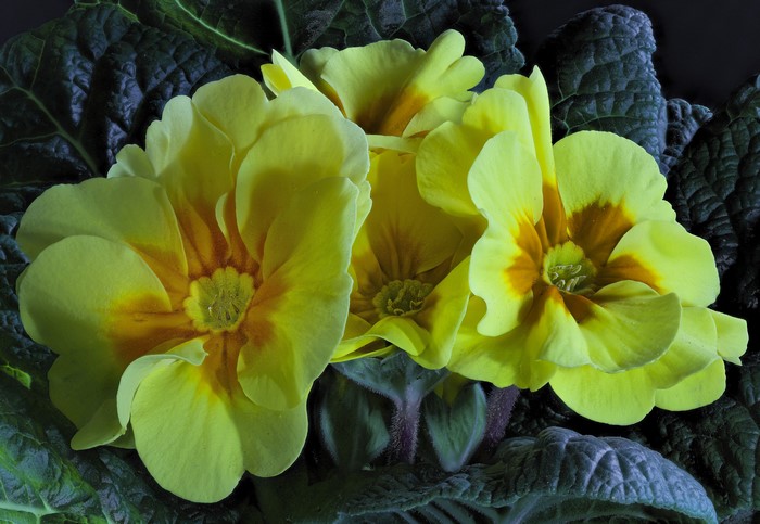 4K Yellow Primula Closeup