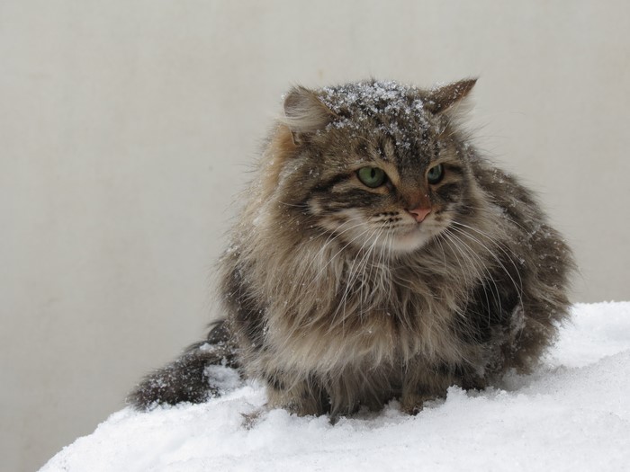 Fluffy cat sitting in snow