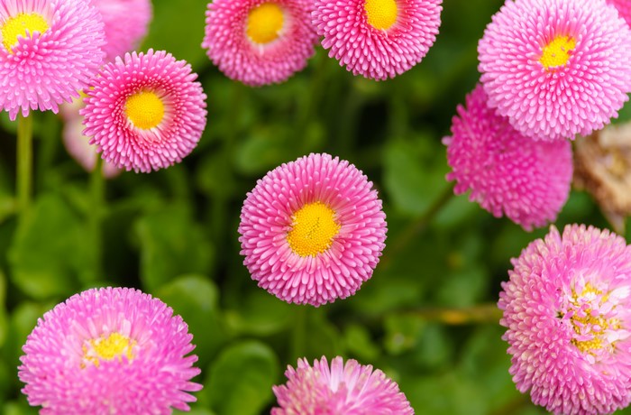 Pink Bellis Flowers Closeup