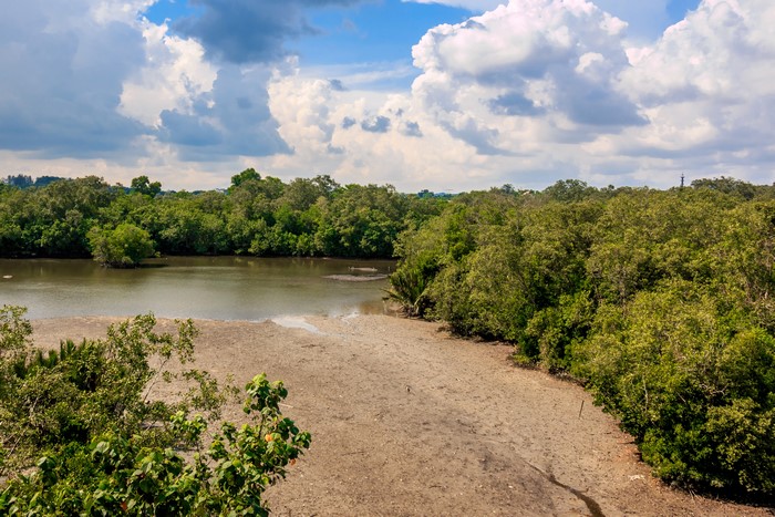 Mangrove forest and river in Sungei Buloh, Singapore